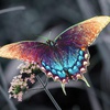 Rhadamantus